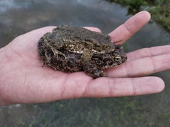 Bufotes viridis sitibundus