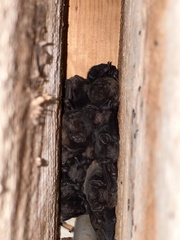 Chalinolobus gouldii