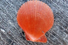 Mimachlamys asperrima