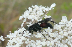 Arachnospila