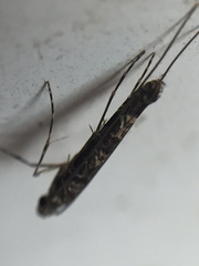 Conopomorpha cyanospila