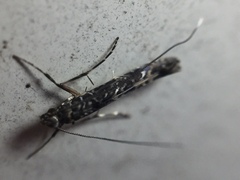 Conopomorpha cyanospila