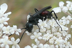 Arachnospila