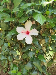 Hibiscus rosa-sinensis