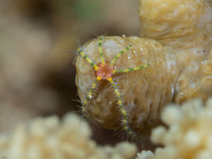 Ophiothela mirabilis