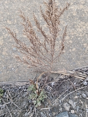 Artemisia capillaris