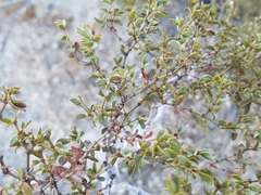 Larrea tridentata