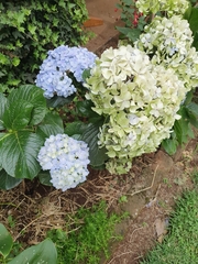 Hydrangea macrophylla