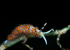 Favorinus tsuruganus