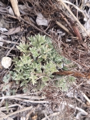 Artemisia capillaris