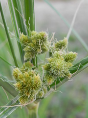 Cyperus glomeratus