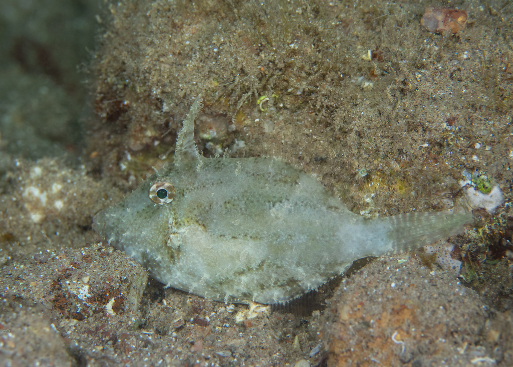 Threadfin filefish (Paramonacanthus nematophorus) — Monacanthidae