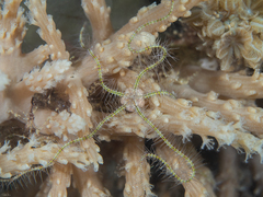 Ophiothrix savignyi