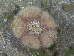 Clypeaster humilis