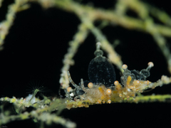 Eubranchus rubropunctatus