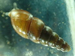 Ellobiidae