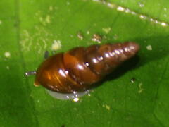 Ellobiidae