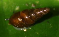 Ellobiidae