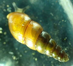 Ellobiidae