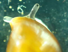 Ellobiidae