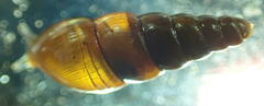 Ellobiidae