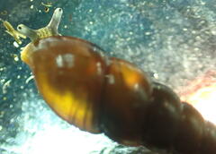 Ellobiidae