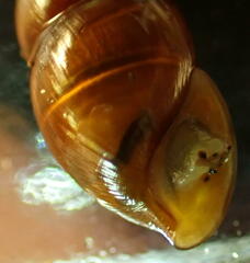 Ellobiidae