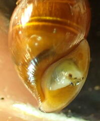 Ellobiidae