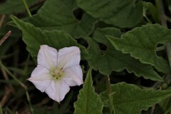 Ipomoea plebeia