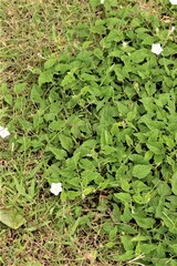 Ipomoea plebeia