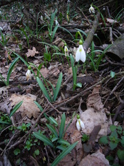 Galanthus plicatus