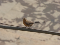 Oenanthe fusca