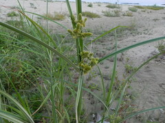 Cyperus glomeratus