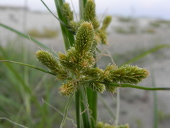Cyperus glomeratus
