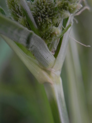 Cyperus glomeratus
