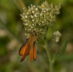Thymelicus lineola