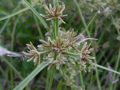 Cyperus fuscus