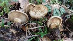 Clitopaxillus alexandri