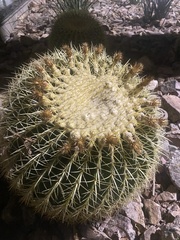 Kroenleinia grusonii
