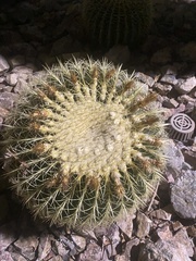 Kroenleinia grusonii
