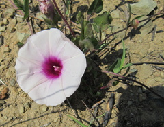 Ipomoea crassipes