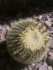 Kroenleinia grusonii