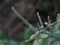Amaranthus spinosus
