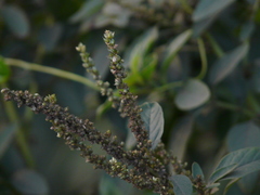 Amaranthus spinosus