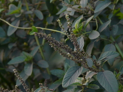 Amaranthus spinosus