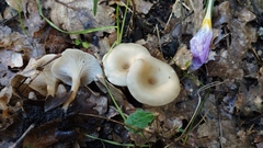 Singerocybe phaeophthalma