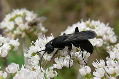 Aporus unicolor