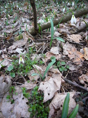 Galanthus plicatus