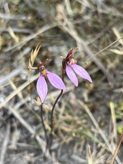 Eriochilus cucullatus