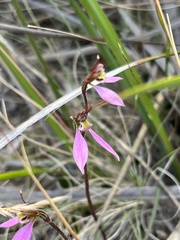 Eriochilus cucullatus